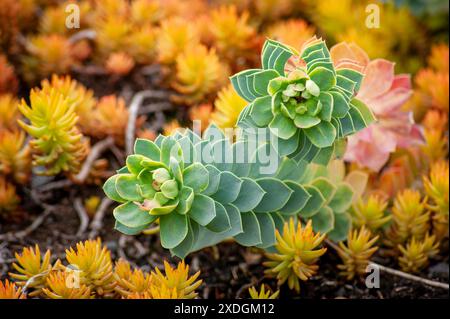 Nahaufnahme von Myrtle Spurge (Euphorbia myrsinites) im Berkshire Botanical Garden, Stockbridge, MA. Leuchtende Grün- und Gelbtöne. Stockfoto