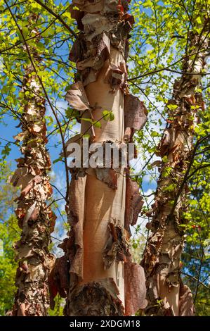 Nahaufnahme einer Flussbirke (Betula nigra). Detail der abblätternden Rinde. Standort: Berkshires, MA, Stockfoto