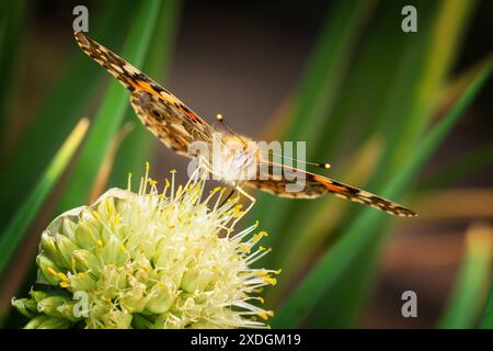 Orange-schwarzer heller Schmetterling sitzt auf einer Zwiebelblume auf einem unscharfen grünen Hintergrund Stockfoto