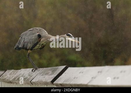 Ein großer Blaureiher, der sich nach vorne lehnt und an einem regnerischen Tag am Swan Lake in Victoria, British Columbia, Kanada, auf Nahrung stürzt. Stockfoto