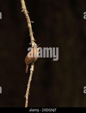 Ein singender House Wren auf einem vertikalen Zweig vor dunklem Hintergrund in Comox, BC, Kanada. Stockfoto