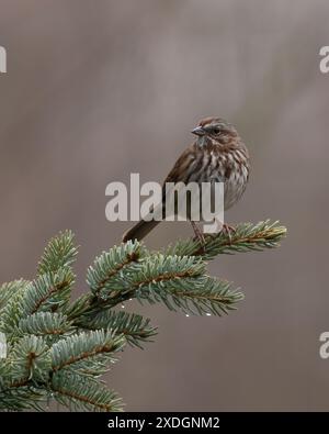 Ein Song-Sparrow, der nach links auf eine Kiefer mit Regentropfen blickt. Stockfoto