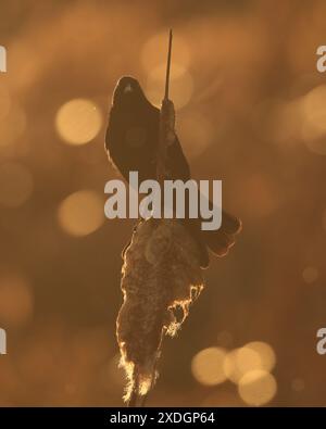 Ein männlicher Rotflügelbarsch, der im goldenen Sonnenuntergangslicht mit Regenbokeh auf einem Katzenschwanz in Victoria, British Columbia, Kanada sitzt. Stockfoto