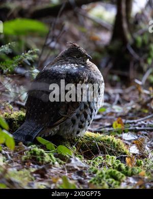 Ein Ruffed Grouse auf Waldboden im Algonquin Provincial Park, Ontario, Kanada. Stockfoto