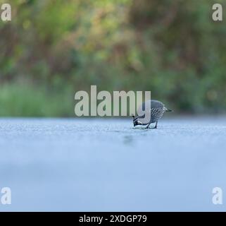 Männliche kalifornische Quail isoliert auf einer Straße mit grünem Hintergrund aus einem niedrigen Winkel in Victoria, British Columbia, Kanada. Stockfoto