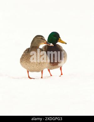 Ein männlicher Mallard in Victoria, British Columbia, Kanada. Stockfoto