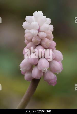 Erwachende rosa Blumen. Traubenhyazinthe. Muscari. Feder Stockfoto