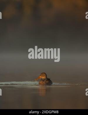 Einzelne Northern Shoveler Ente isoliert auf der Wasseroberfläche bei sanftem Morgenlicht in Victoria, British Columbia, Kanada. Stockfoto