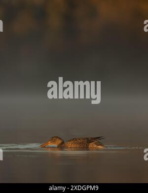 Einzelne Northern Shoveler Ente isoliert auf der Wasseroberfläche bei sanftem Morgenlicht in Victoria, British Columbia, Kanada. Stockfoto