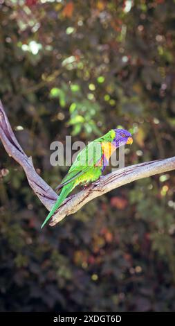 Das lebhafte Rainbow Lorikeet liegt auf einem sonnendurchfluteten Zweig, umgeben von üppigem Grün im Dschungel. Stockfoto