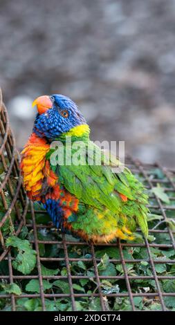 Neugierige, mollige Rainbow Lorikeet-Küken, die glücklich auf einem Eisenzaun hockte und die Kamera mit einem Lächeln begrüßte. Stockfoto