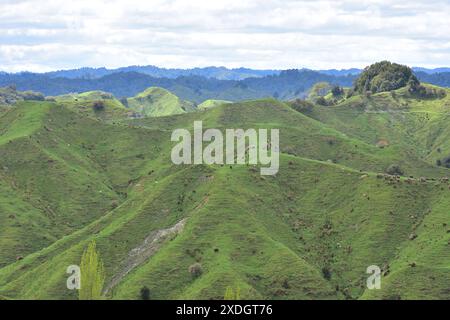 Entwaldete Hügel, die Gras für die Viehzucht anbauen, mit sichtbaren Anzeichen von Erosion in der Region Taranaki entlang des Forgotten World Highway. Standort: Teer Stockfoto