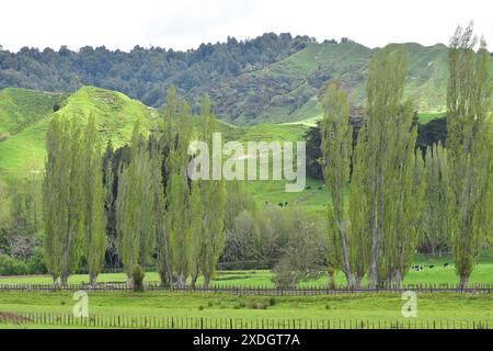 Die Paddocks der Milchfarm mit Weidevieh, die unter verstreuten Bäumen entlang des Forgotten World Highway in der Region Taranaki ruhen. Lage: Taranaki Neu Stockfoto