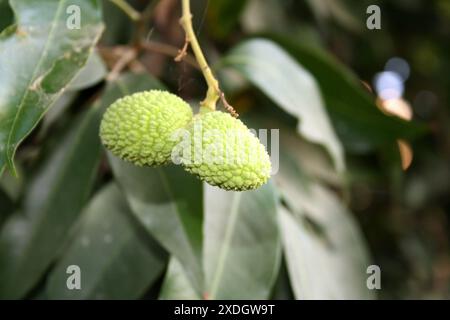 Unreife Litschi-Früchte (Litchi chinensis), die an einem Zweig hängen : (Pixel Sanjiv Shukla) Stockfoto