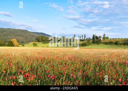 Schweiz, Aesch, Aesch BL, Aesch bi Gott, Mohnfeld, Brachland, Blumenfeld, Schlatthof, Morgenatmosphäre, Baselland, Baselbiet, Birseck Stockfoto