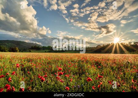 Schweiz, Aesch, Aesch BL, Aesch bi Gott, Mohnfeld, Brachland, Blumenfeld, Schlatthof, abendliche Atmosphäre, Baselland, Baselbiet, Birseck Stockfoto