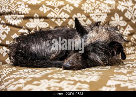Ein süßer kleiner Hund sitzt auf dem Sofa und gibt sich ein paar Posen Stockfoto