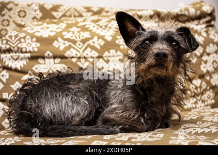 Ein süßer kleiner Hund sitzt auf dem Sofa und gibt sich ein paar Posen Stockfoto