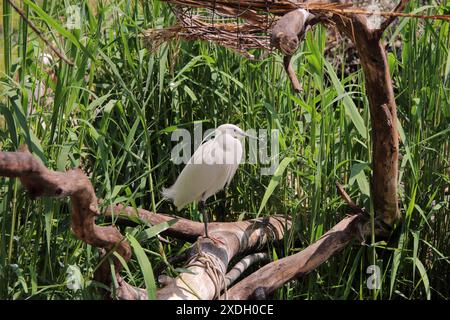 Das Foto wurde im Aquarium der Stadt Valencia, Spanien, aufgenommen. Das Bild zeigt einen weißen amerikanischen Reiher. Sie sitzt auf einem Baumstamm im Schilf. Stockfoto