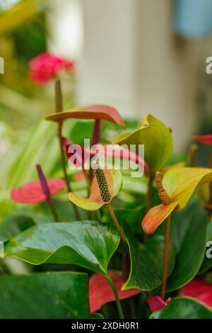 Bokeh-Foto der rot-grünen Flamingo-Blumen Stockfoto