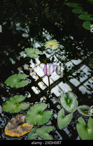 Lone Water-Lily Flower Head schwebt über schwimmenden Blättern und in Dark Pool of Water Reflecting Overhead Images, Hamamatsu City, Shizuoka Präfektur JPN Stockfoto