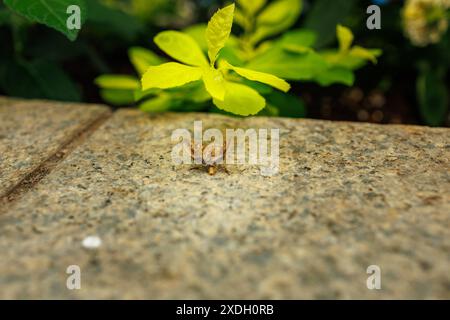 Makrofoto einer winzigen braunen Motte, die auf einer groben Ziegelmauer ruht, während sie über die angrenzenden überhängenden Blätter in Shizuoka, Japan nachdenkt Stockfoto