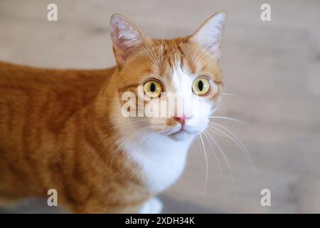 Porträt einer niedlichen Ingwerkatze Stockfoto