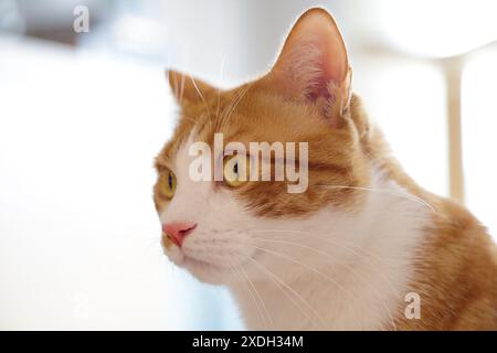 Porträt einer niedlichen Ingwerkatze Stockfoto