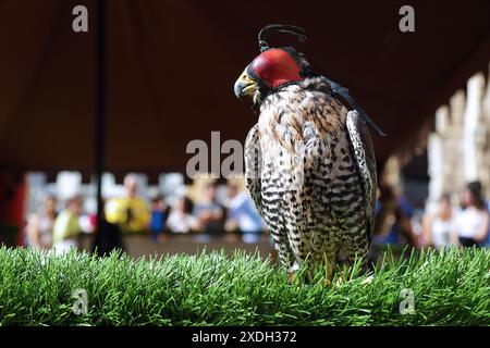 Nahporträt eines Wanderfalken (Falco peregrinus) mit Lederhaube Stockfoto