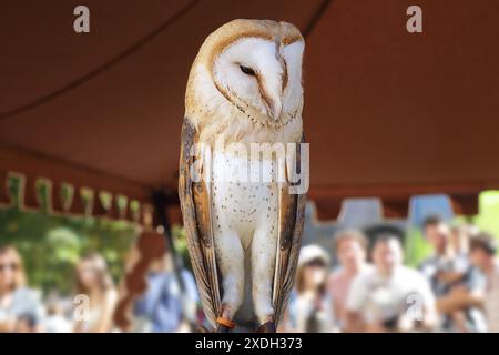 Gefangener Scheuneneule (Tyto alba) auf einer Vogelausstellung Stockfoto