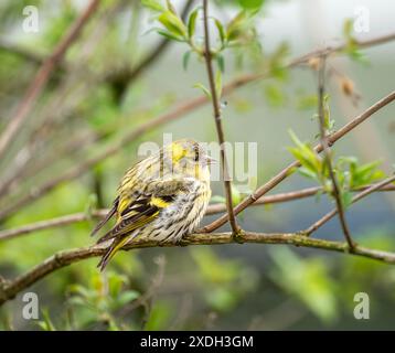 Weiblich black-headed Goldfinch sitzen auf einem Zweig Stockfoto