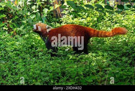 Roter Panda isst auf dem Boden Stockfoto