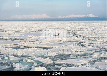 23. Februar 2024: Abashiri, Hokkaido, Japan: Ein Seeadler fliegt über die tropfenden Eisschollen, die sich jedes Jahr in der Nähe von Abashiri in Hokkaido Japan bilden Stockfoto