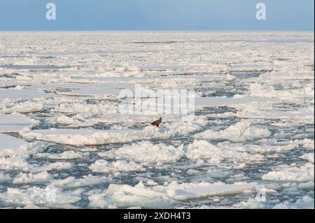 23. Februar 2024: Abashiri, Hokkaido, Japan: Ein Seeadler ruht auf den treibenden Eisschollen, die jeden Winter in der Nähe von Abashiri in Hokkaido in Japan bilden. Stockfoto