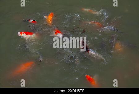 Koi Carp im Wat Nang Sao, Thailand Stockfoto