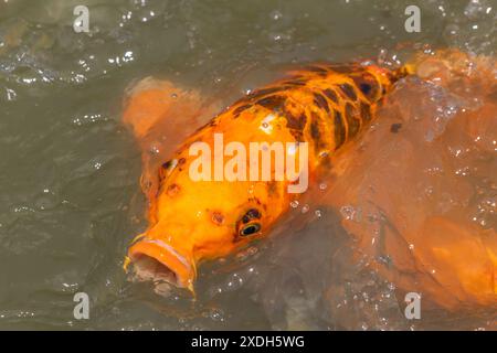 Koi Carp im Wat Nang Sao, Thailand Stockfoto