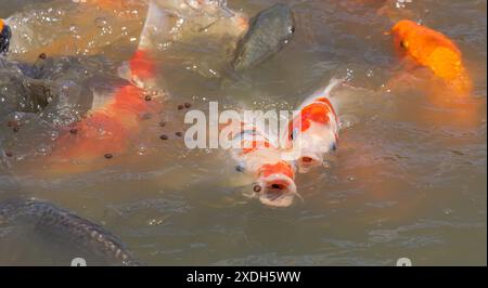 Koi Carp im Wat Nang Sao, Thailand Stockfoto