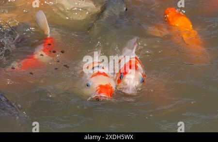 Koi Carp im Wat Nang Sao, Thailand Stockfoto