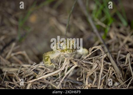 Bufotes balearicus o Bufo lineatus, endemische grüne Kröte der italienischen Halbinsel. Stockfoto