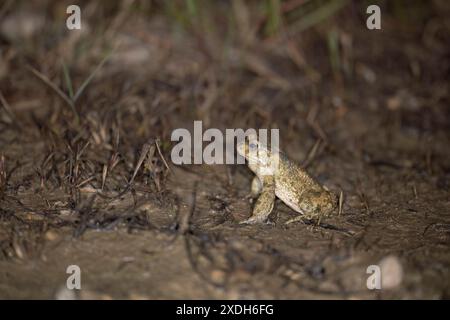 Bufotes balearicus o Bufo lineatus, endemische grüne Kröte der italienischen Halbinsel. Stockfoto