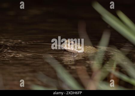 Bufotes balearicus o Bufo lineatus, endemische grüne Kröte der italienischen Halbinsel. Stockfoto