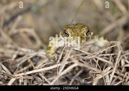 Bufotes balearicus o Bufo lineatus, endemische grüne Kröte der italienischen Halbinsel. Stockfoto