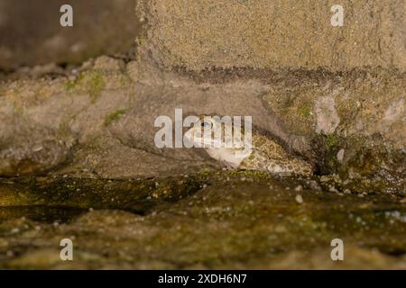 Bufotes balearicus o Bufo lineatus, endemische grüne Kröte der italienischen Halbinsel. Stockfoto