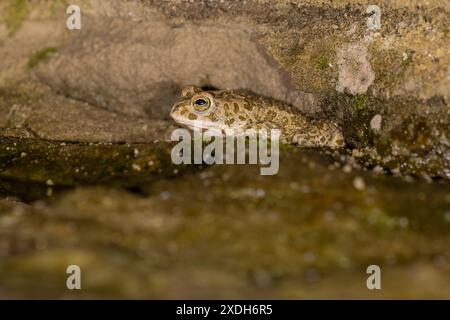 Bufotes balearicus o Bufo lineatus, endemische grüne Kröte der italienischen Halbinsel. Stockfoto