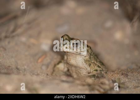 Bufotes balearicus o Bufo lineatus, endemische grüne Kröte der italienischen Halbinsel. Stockfoto