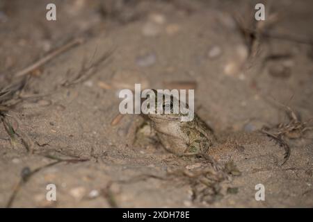 Bufotes balearicus o Bufo lineatus, endemische grüne Kröte der italienischen Halbinsel. Stockfoto