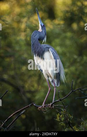 Dreifarbiger Reiher, Louisiana-Reiher, Egretta-Trikolore, ausgewachsene Vögel Stockfoto