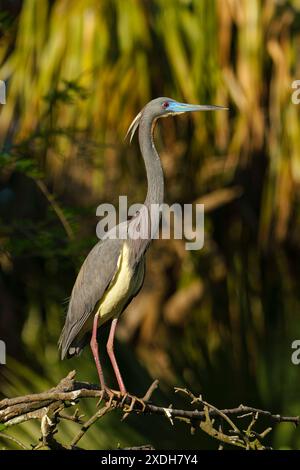 Dreifarbiger Reiher, Louisiana-Reiher, Egretta-Trikolore, ausgewachsene Vögel Stockfoto