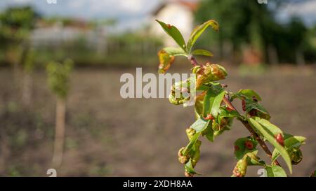 Pfirsichblatt-Curl-Pilzkrankheit am jungen Pfirsichbaum im Obstgarten. Horizontale Makroaufnahme auf Pilz Taphrina deformans kranke, gewirbelte Blätter. Stockfoto