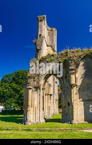 Einige der Ruinen der Glastonbury Abbey haben jetzt eine farbenfrohe Ergänzung von roten Baldrianblüten im Sommer, Somerset, England, Großbritannien Stockfoto